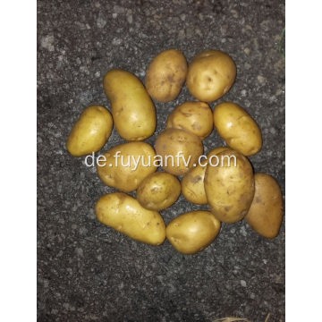 Neue Jahreszeit der frischen Kartoffel